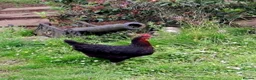 Chickens poultry for sale: Beautiful Hen FREE to good home! - Advert 2