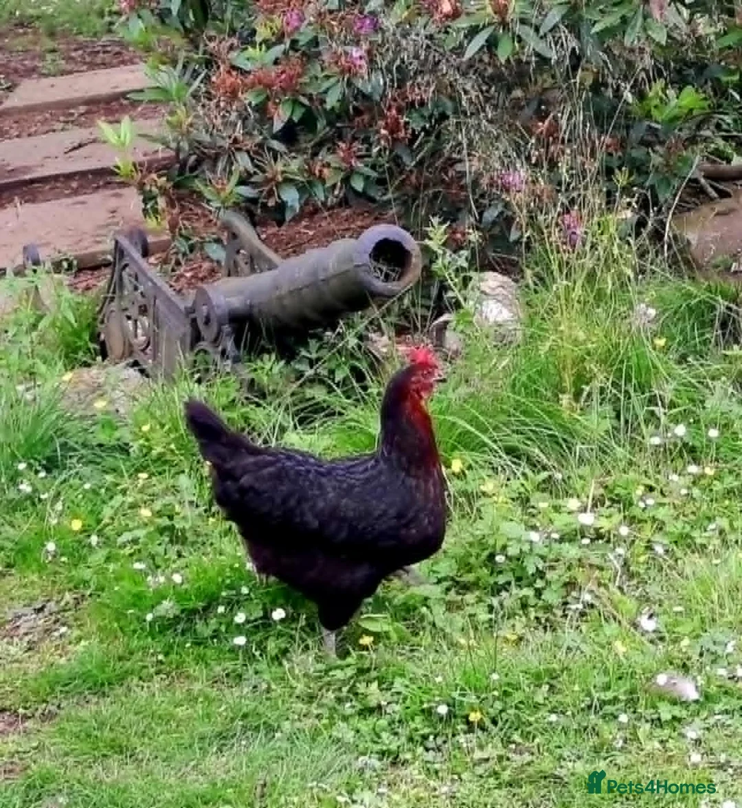 Chickens poultry for sale: Beautiful Hen FREE to good home! - Advert 2