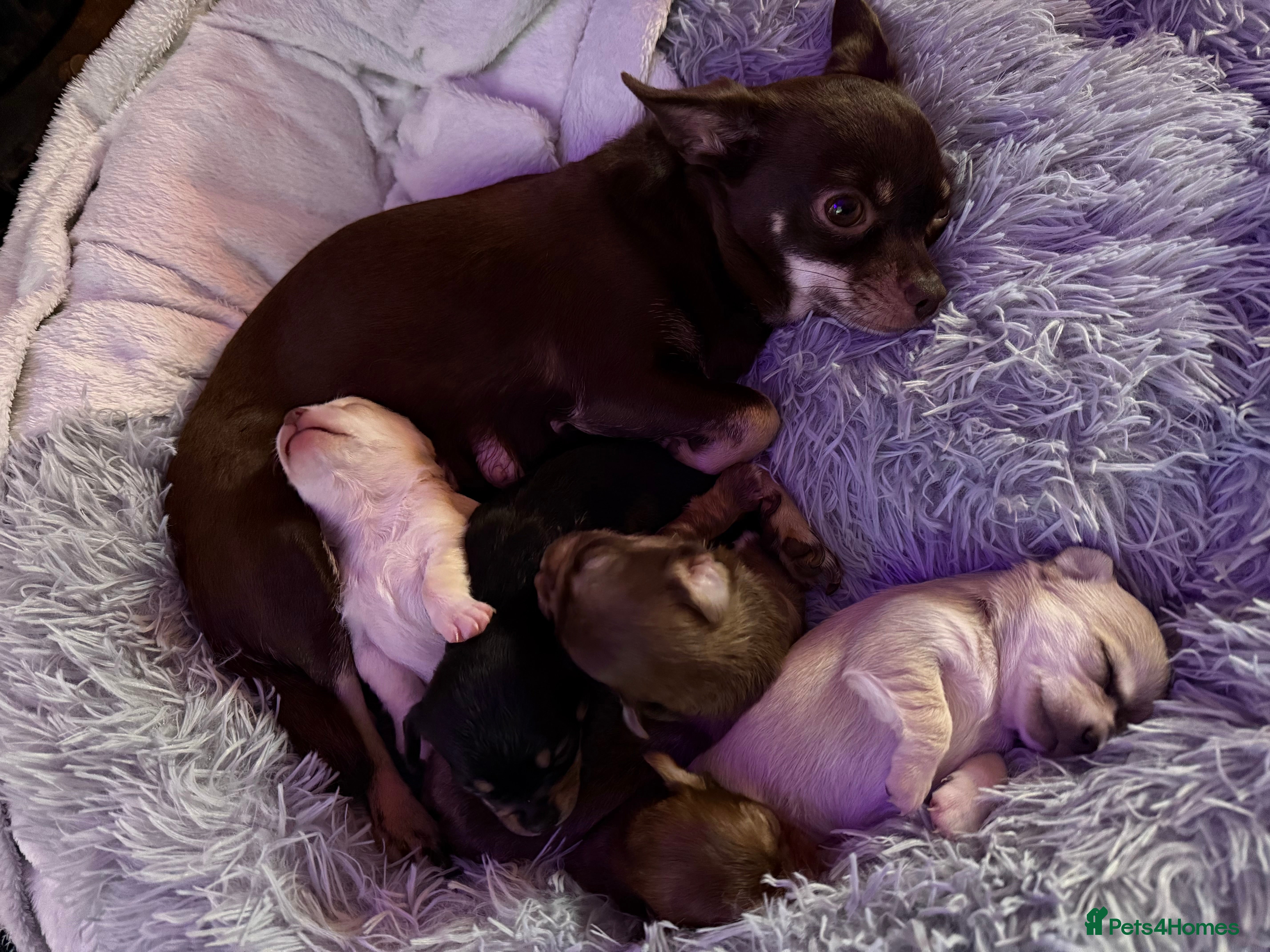 Chihuahua dogs Cheeky, naughty little chihuahua babies.  - Advert 1