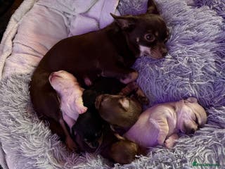 Chihuahua dogs Cheeky, naughty little chihuahua babies. - Advert 16