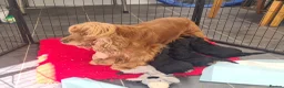 Cockapoo dogs for sale: **Beautiful F1 Cockapoos** - Advert 10