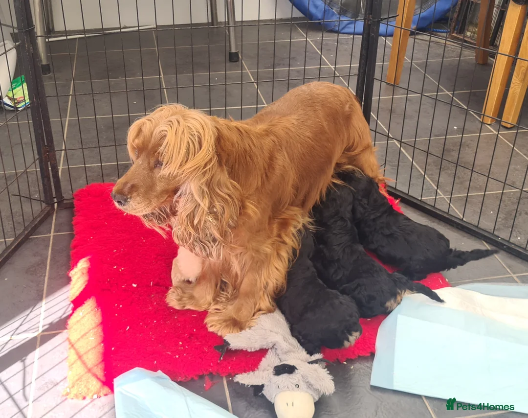 Cockapoo dogs for sale: **Beautiful F1 Cockapoos** - Advert 10