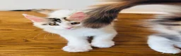 Maine Coon cats for sale: Pure bred Maine coon Kittens  - Advert 8
