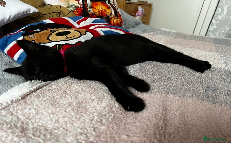 Domestic Shorthair cats - Advert 2