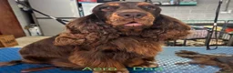 Cocker Spaniel dogs for sale: 6 Beautiful show cocker spaniel puppies ❤️❤️  - Advert 8