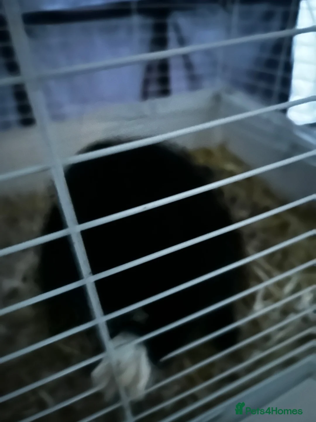 Dwarf Lop rabbits for sale: Rabbit name Mimi in Alfreton - Advert 2
