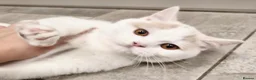 British Shorthair cats for sale: Gorgeous loving purr machines available now  - Advert 1