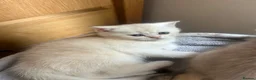 Scottish Fold cats for sale:  Kittens Ready for Their Forever Homes - Advert 19