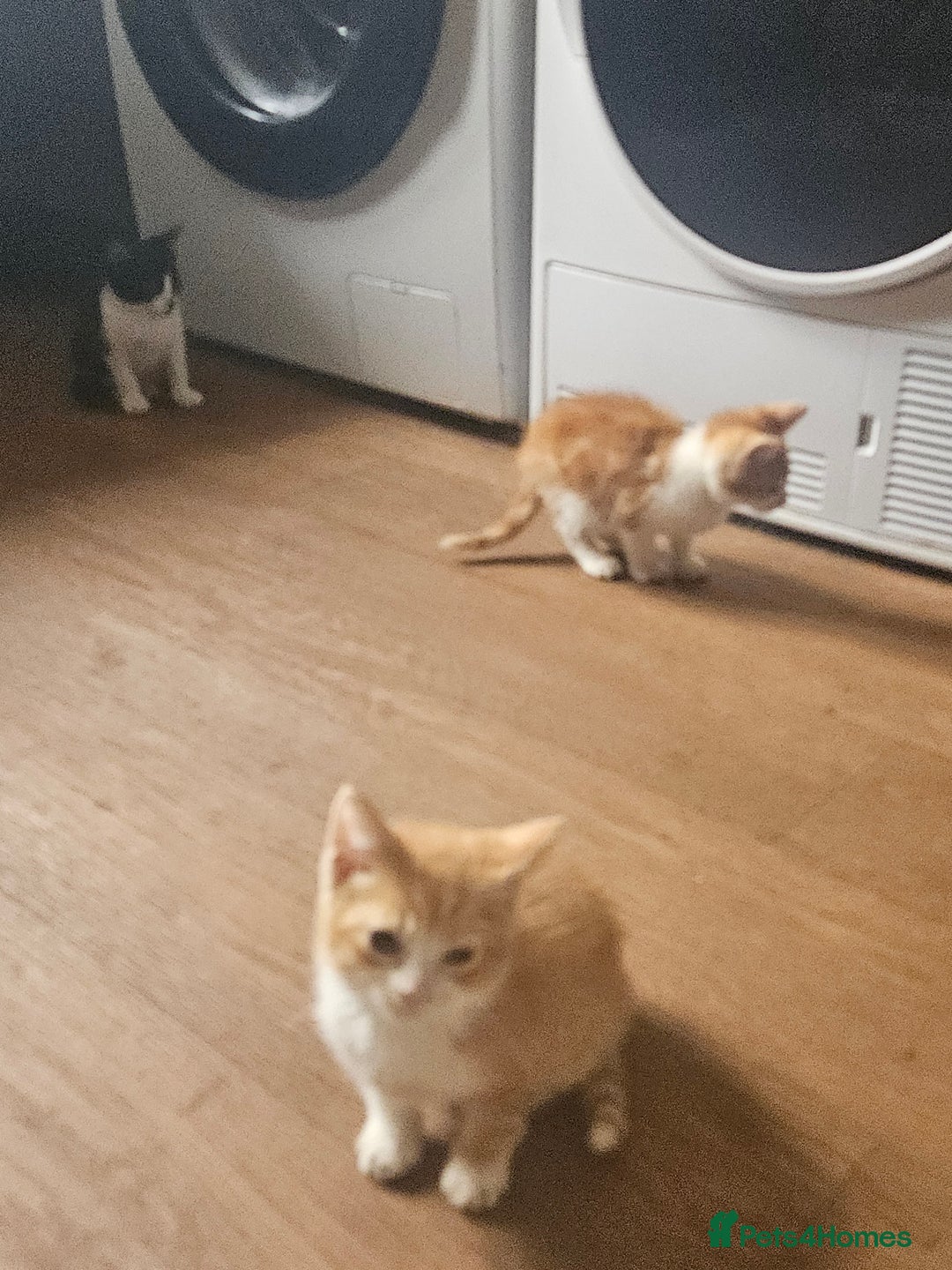 Mixed Breed cats for sale: Friendly Lovely Kittens  - Image 5