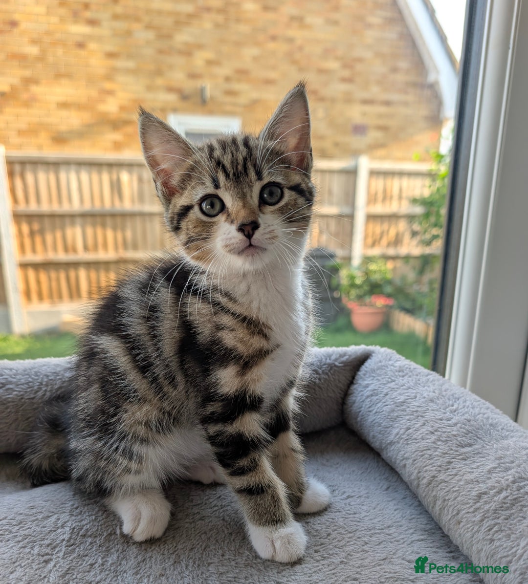 Domestic Shorthair cats for sale: Super stunning kittens - Image 19