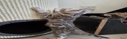 Bengal cats for sale: Pure Bengals Stunning Colour-ready for rezervation - Advert 24