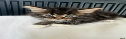Mixed Breed cats for sale: Beautiful fluffy kittens - Advert 12