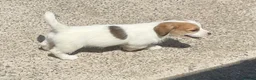Mixed Breed dogs for sale: Adorable pups waiting for you  in Llanon - Advert 2