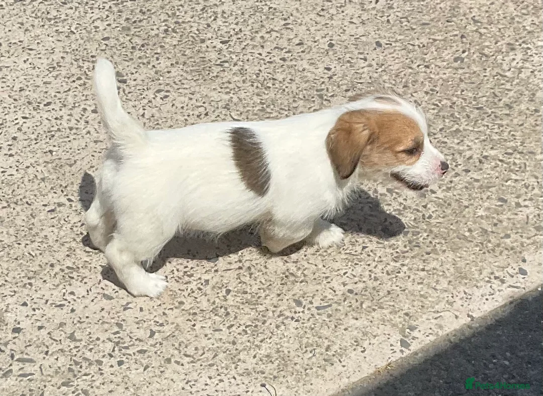 Mixed Breed dogs for sale: Adorable pups waiting for you  in Llanon - Advert 2