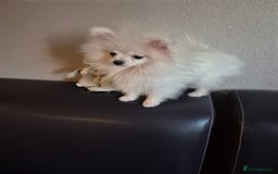 Pomeranian dogs for sale: Pomeranian white girl  - Image 4