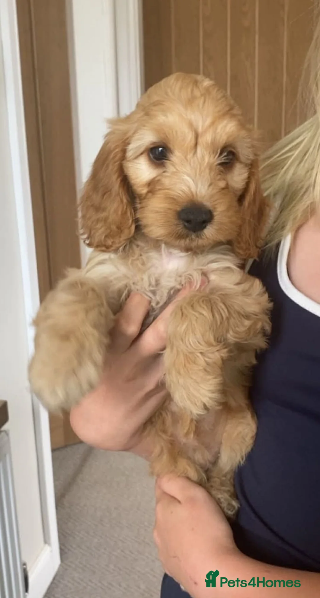 Cockapoo dogs for sale: F1 Cockapoo puppies - Advert 2