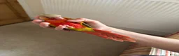 Conures birds for sale: Hand Reared Conures For Sale - Advert 7