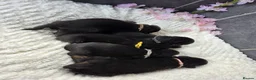 Rottweiler dogs for sale: Gorgeous Rottweiler Puppies  - Advert 13