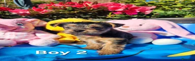 Yorkshire Terrier Puppy 2