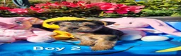 Yorkshire Terrier dogs for sale: 3 beautiful yorkie males - Advert 9