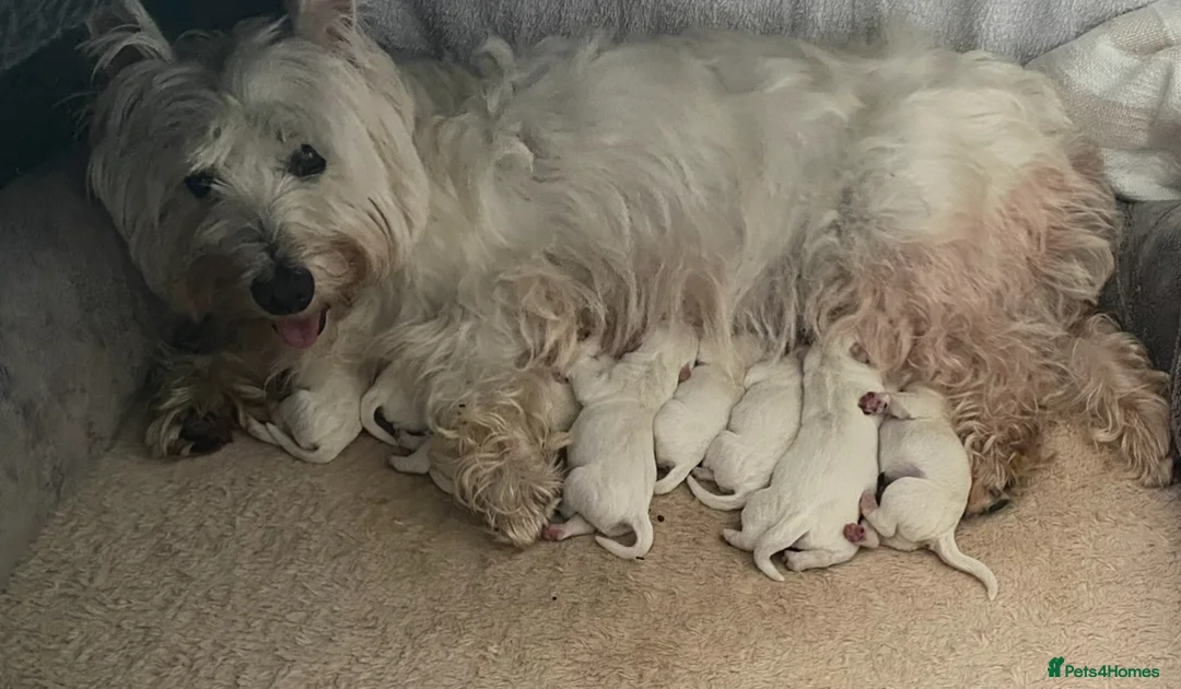 West Highland Terrier dogs for stud: West Highland Terrier in Lanark - Advert 12