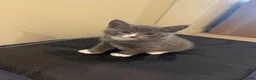Mixed Breed cats for sale: 4 Adorable kittens for sale  in Newton Abbot - Advert 4
