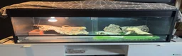 Bearded Dragon reptiles for sale: Ziggy 5yr old male bearded dragon in Baldock - Advert 5