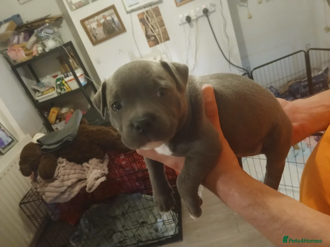 Staffordshire Bull Terrier dogs for sale: Staffordshire bull terrier puppies for sale  in Gosport - Advert 4