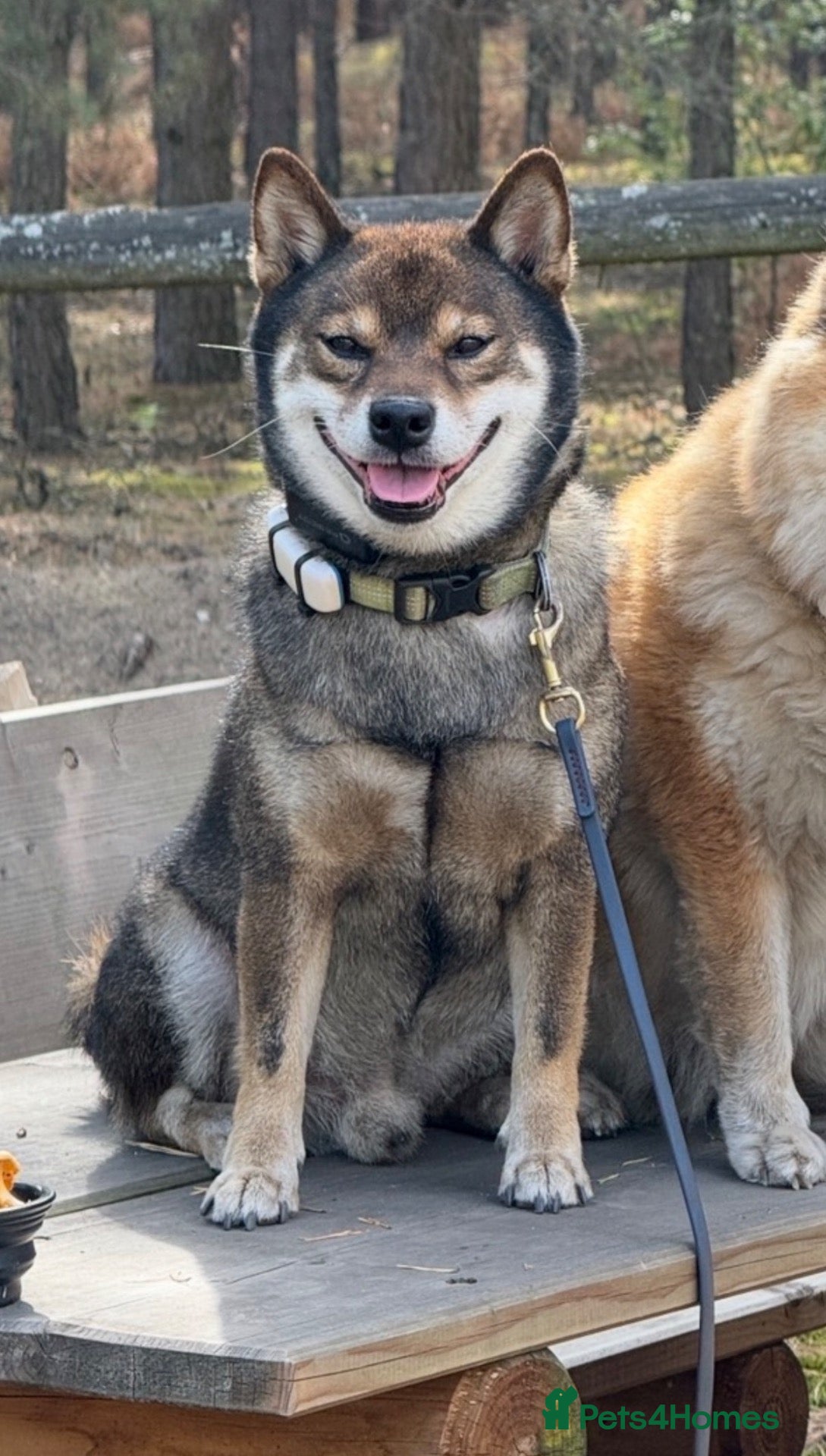 Japanese Shiba Inu dogs Shiba Inu Handsome Boy Yoshi ready for STUD duties - Advert 1