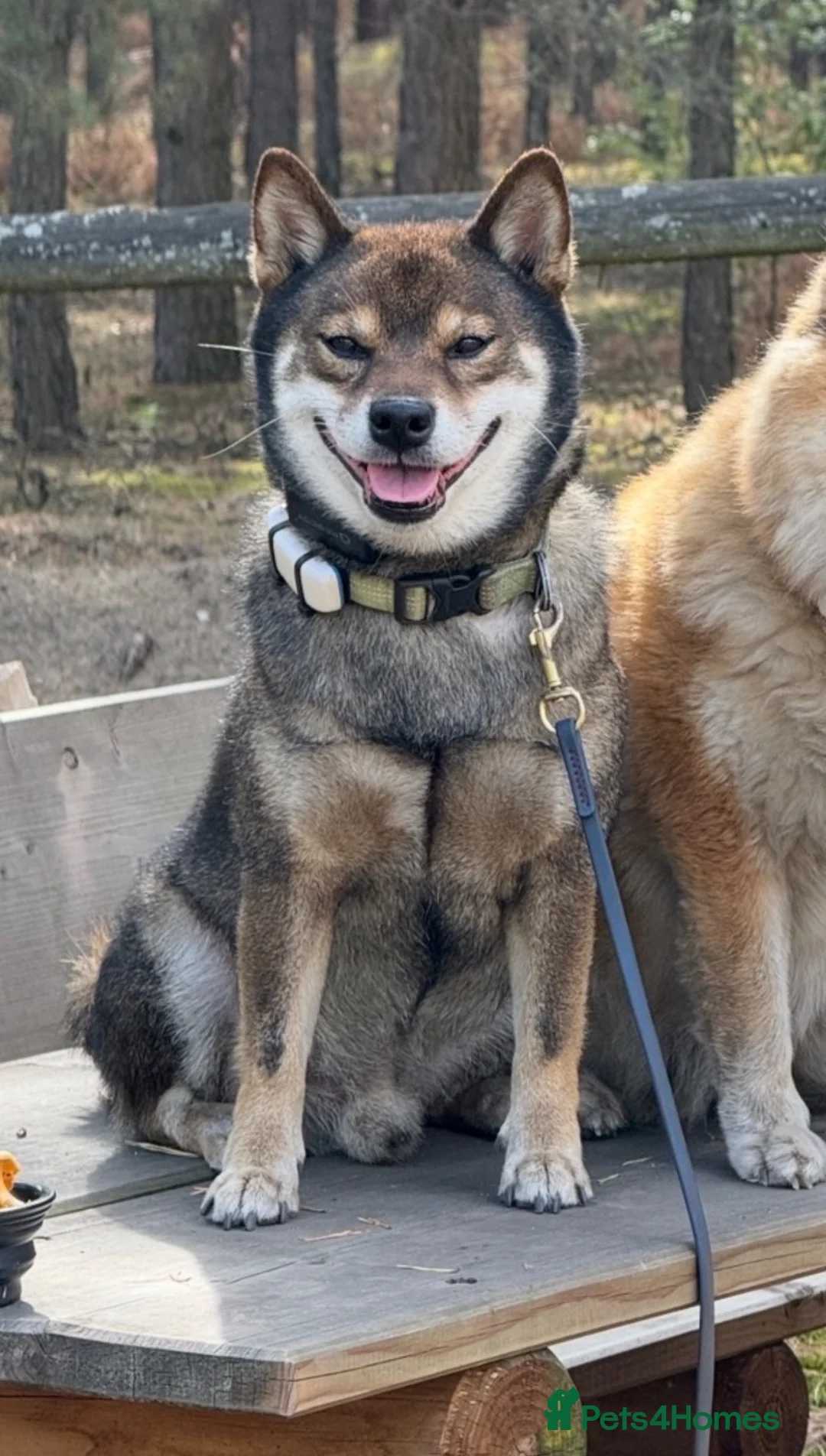 Japanese Shiba Inu dogs for stud: Shiba Inu Handsome Boy Yoshi ready for STUD duties in Slough - Advert 1