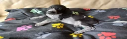Mixed Breed dogs for sale: KC Basset Hound x KC German Shorthaired Pointer  - Advert 21