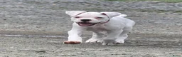 Boxer dogs for sale: READY NOW! Quality White KC Reg Boxer Puppies - Advert 6
