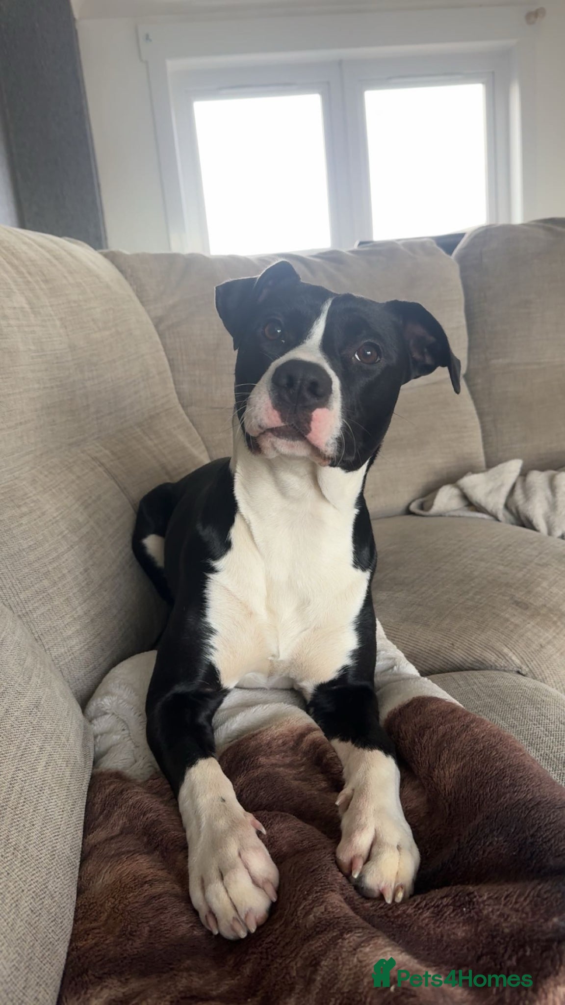 Mixed Breed dogs Loving family Dog - Advert 1