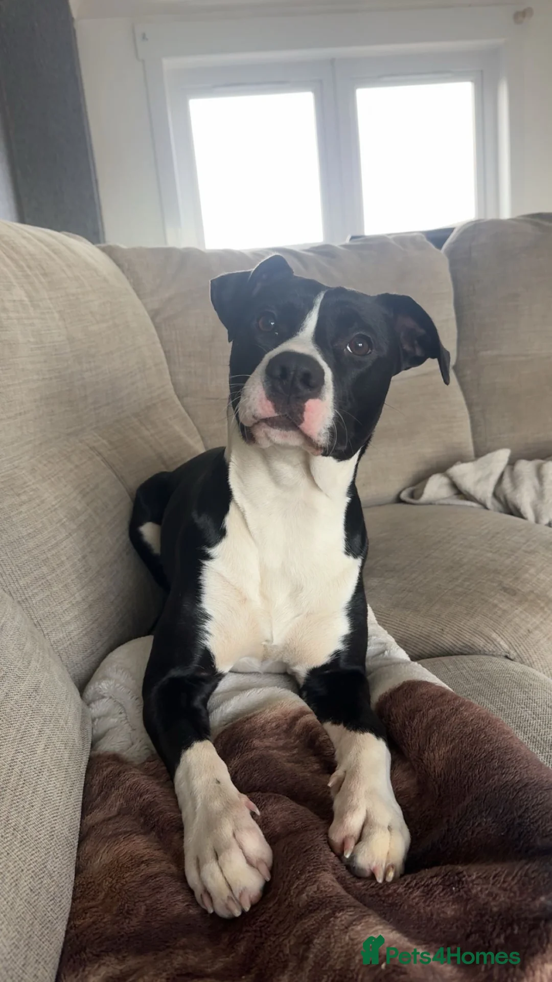 Mixed Breed dogs for sale: Loving family Dog - Advert 1