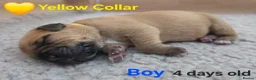 Mixed Breed dogs for sale: Stunning Dogue de Bordeaux / Mastiff puppies - Advert 10
