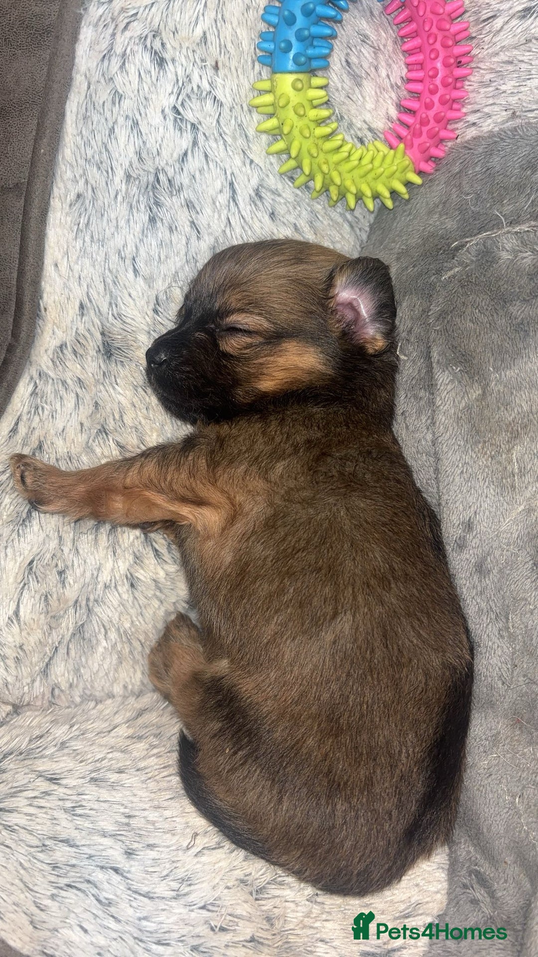 Chihuahua dogs for sale: MERLE CHIHUAHUAS 🐶 2 BOYS 1 GIRL STILL AVAILABLE - Advert 26