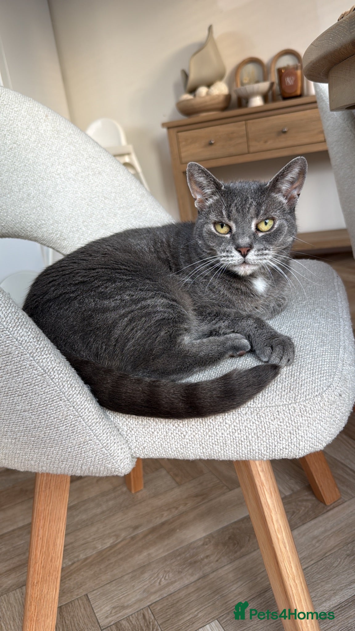 Mixed Breed cats Beautiful female cat  - Advert 1