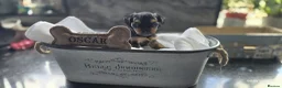 Yorkshire Terrier dogs for sale: Beautiful Yorkshire terrier puppies  in Manchester - Advert 13