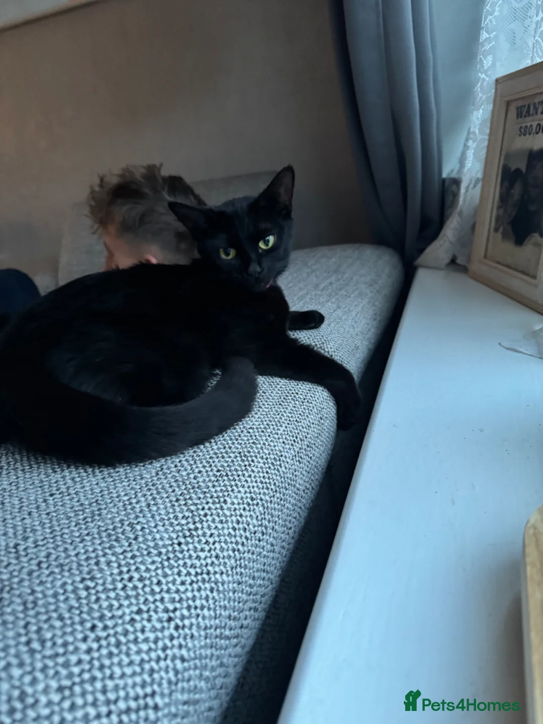 Persian cats for sale: Mixed breed Persian kittens in Waterlooville - Advert 4