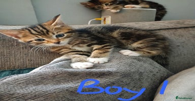 Mixed Breed cats - Advert 2