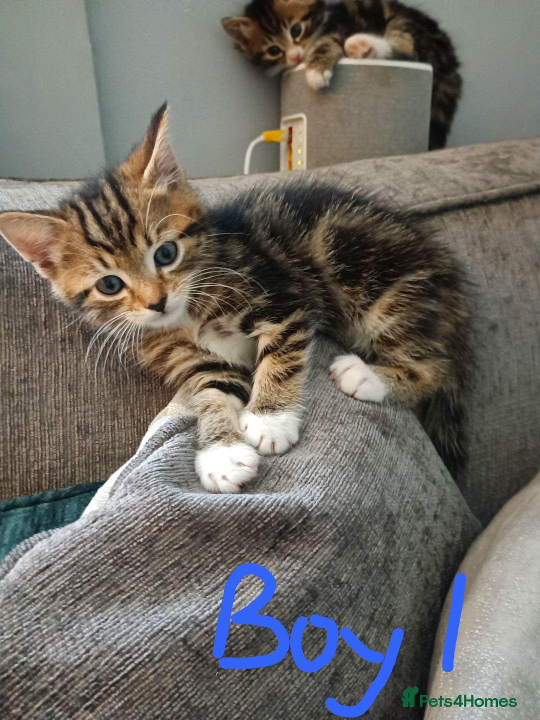Mixed Breed cats for sale: Adorable kittens for sale - Image 2