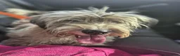 Mixed Breed dogs for adoption: TEDDY-14 months, super friendly, loves kids&dogs - Advert 2