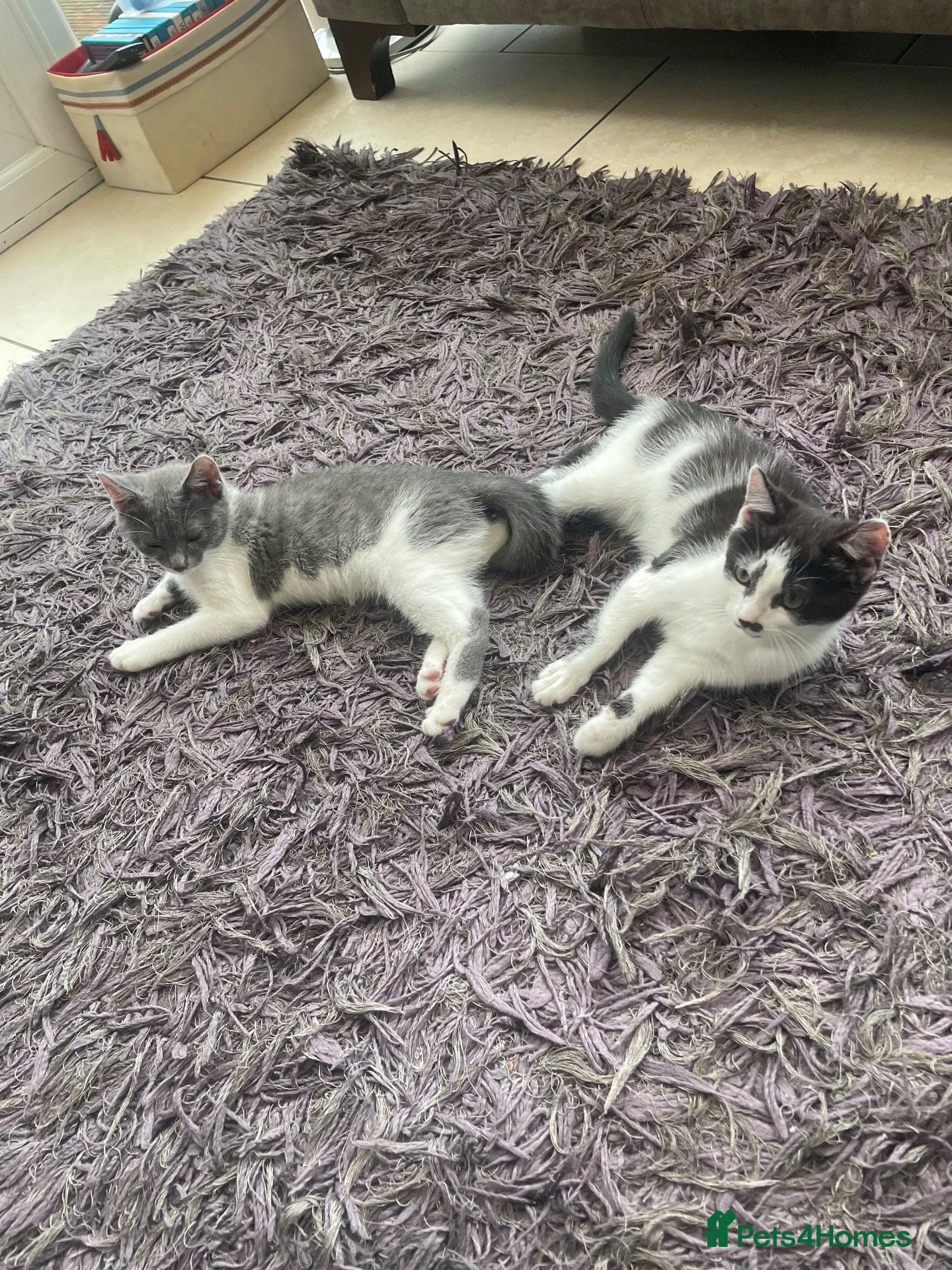 Mixed Breed cats Kittens half saimess  - Advert 10