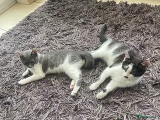 Mixed Breed cats Kittens half saimess - Advert 10