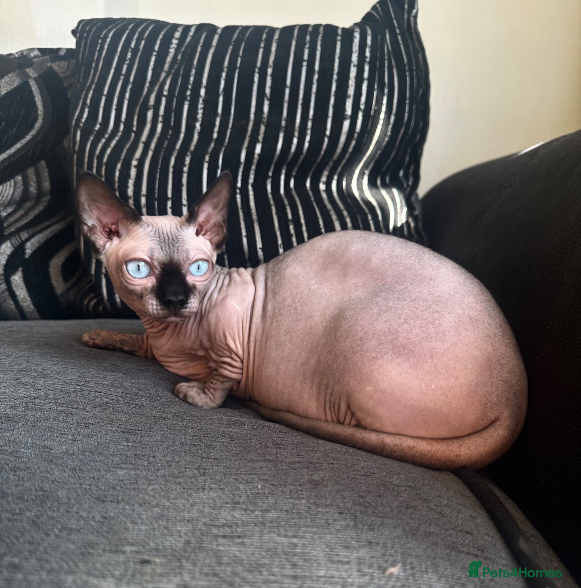 Sphynx cats Proven Bambino for stud  - Advert 8