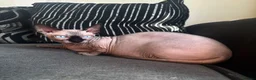 Sphynx cats for stud: Proven Bambino for stud  - Advert 1