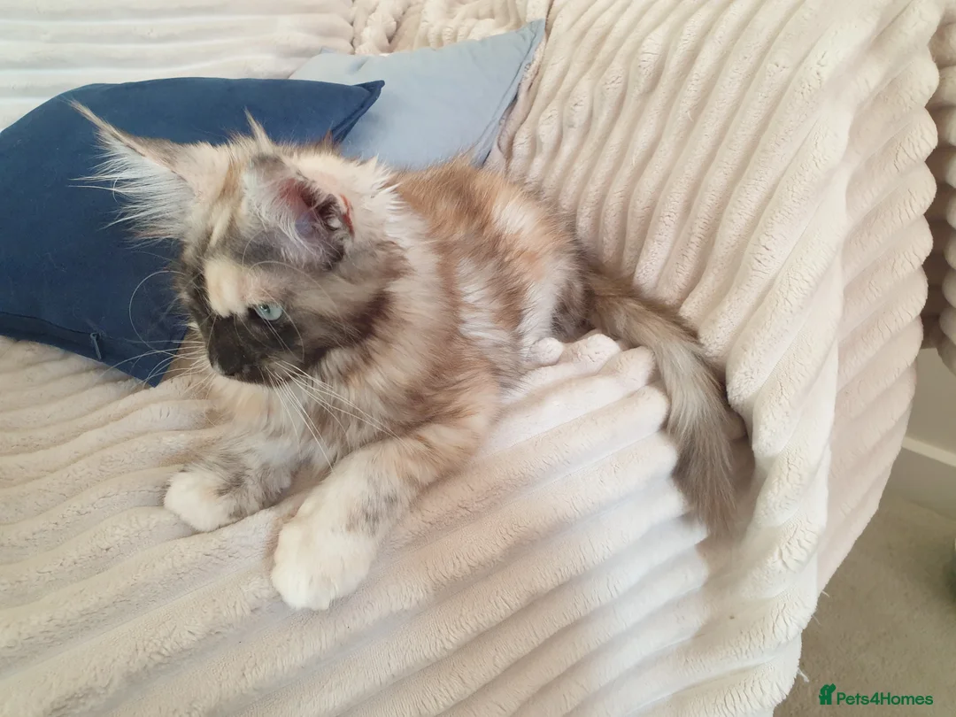 Maine Coon cats for sale: Maine coon girl 💛💙 - Advert 9