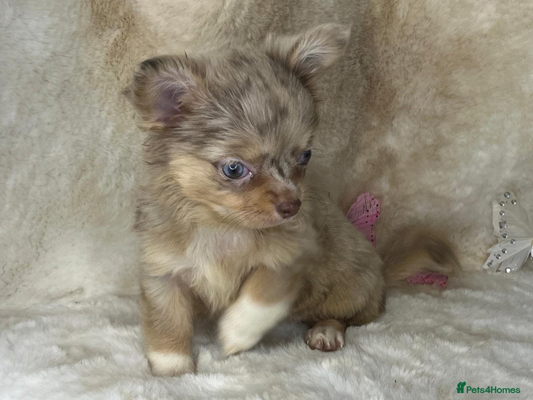 Chihuahua dogs for sale: Chihuahua long coat. Marble  - Image 23