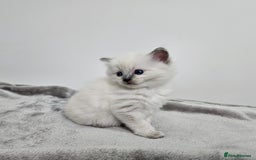 Ragdoll cats for sale: Purebred Blue Point Ragdoll Kittens 🩷💙 - Advert 11