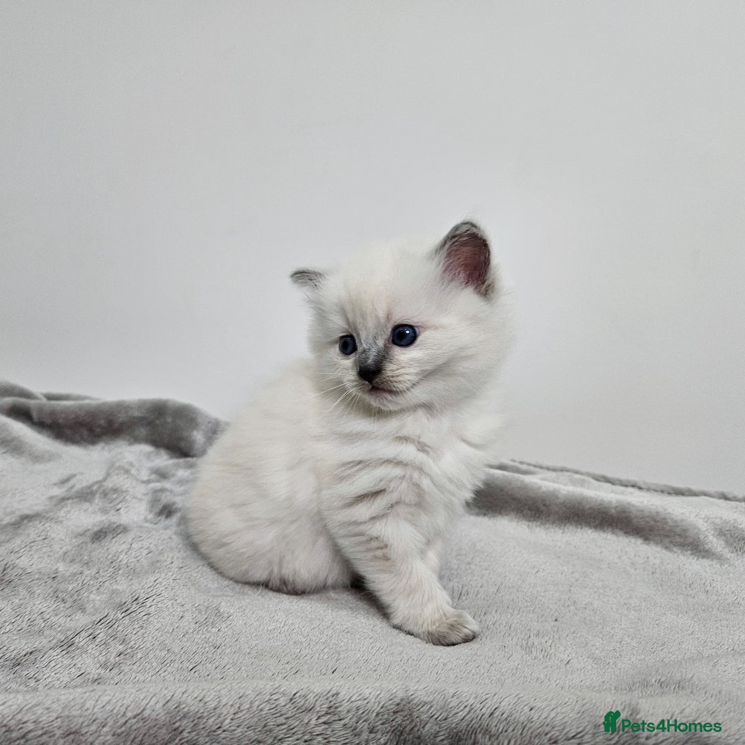 Ragdoll cats for sale: Purebred Blue Point Ragdoll Kittens 🩷💙 - Advert 11